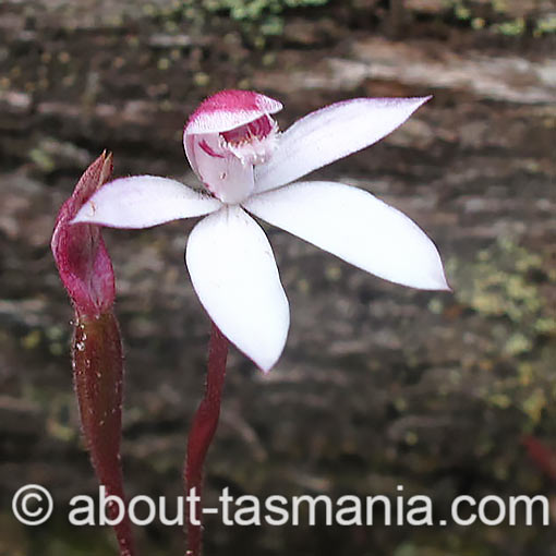 Stegostyla-cracens1 Stegostyla cracens, Elegant Caladenia, Tasmania