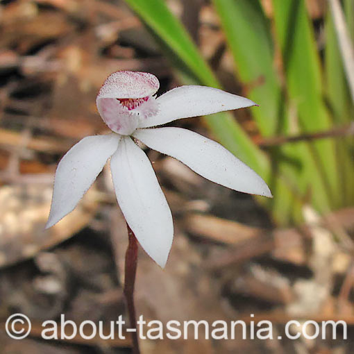 Stegostyla-cracens2 Stegostyla cracens, Elegant Caladenia, Tasmania
