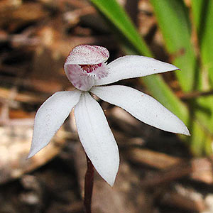 Stegostyla cracens, Elegant Caladenia, Tasmania