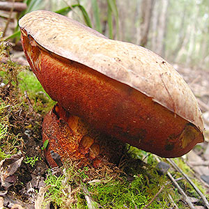 Boletus sp.