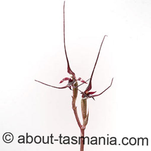 Acianthus caudatus, Mayfly orchid, Tasmania