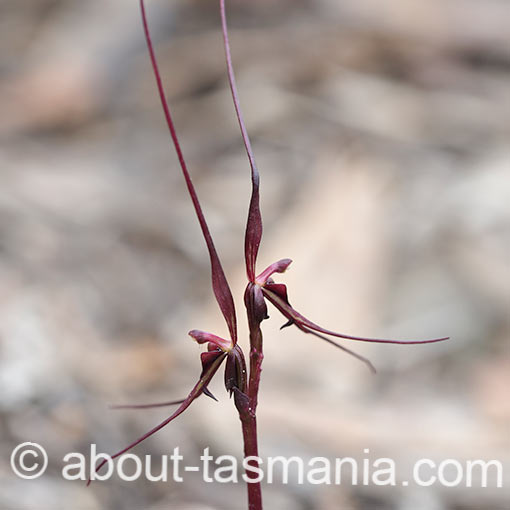Acianthus caudatus, Mayfly orchid, Tasmania