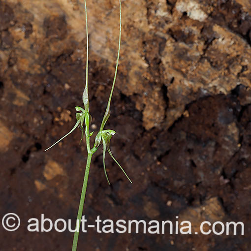 Acianthus caudatus, Mayfly orchid, Tasmania