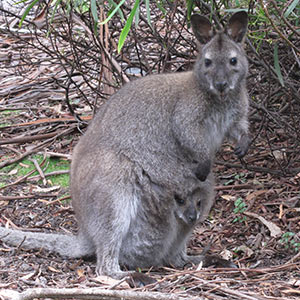 Bennetts Wallaby