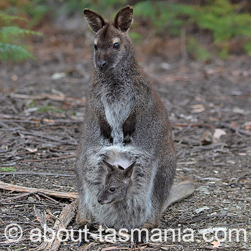 Bennetts Wallaby, Macropus rufogriseus, Tasmania