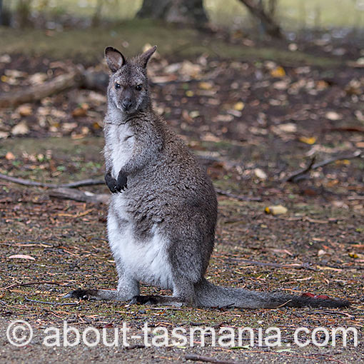 Bennetts Wallaby, Macropus rufogriseus, Tasmania