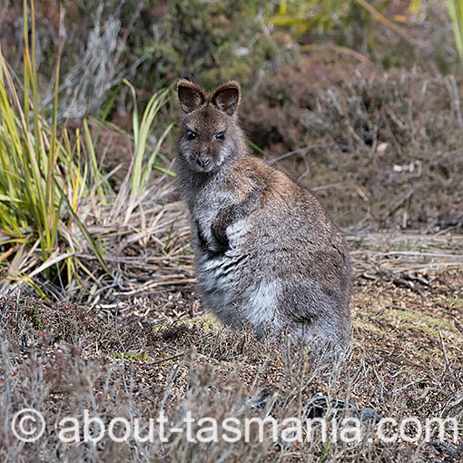 Bennetts Wallaby, Macropus rufogriseus, Tasmania