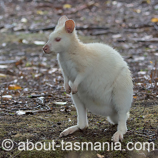 Bennetts Wallaby, Macropus rufogriseus, Tasmania