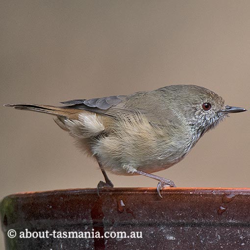 Brown Thornbill, Acanthiza pusilla, Tasmania
