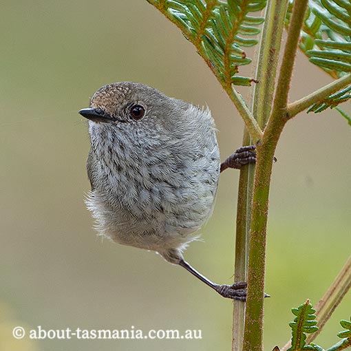 Brown Thornbill, Acanthiza pusilla, Tasmania