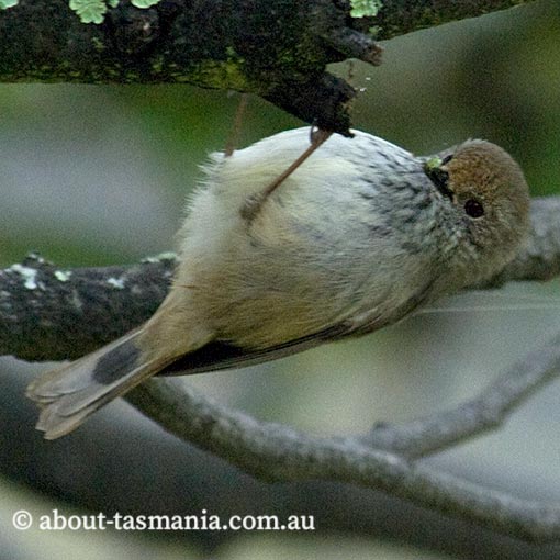 Brown Thornbill, Acanthiza pusilla, Tasmania