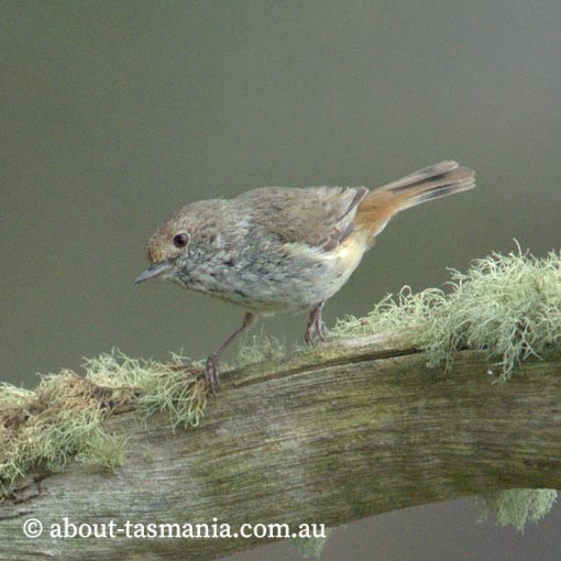 Brown Thornbill, Acanthiza pusilla, Tasmania