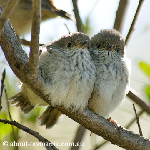Brown Thornbill, Acanthiza pusilla, Tasmania
