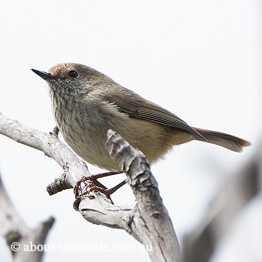 Brown Thornbill, Acanthiza pusilla, Tasmania