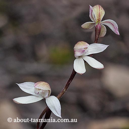 Caladenia gracilis, orchid, Tasmania