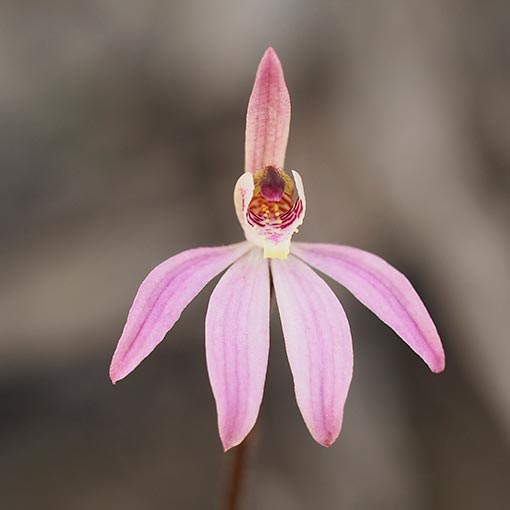 Caladenia carnea, Petalochilus carneus, pink fingers, Tasmania