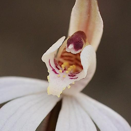 Caladenia carnea, Petalochilus carneus, pink fingers, Tasmania