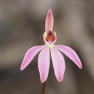 Caladenia carnea