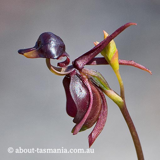 Caleana major, Large Duck Orchid, Tasmania