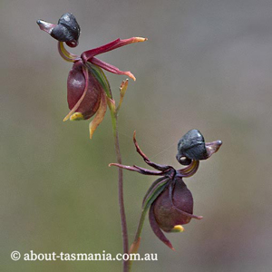 Calaena major