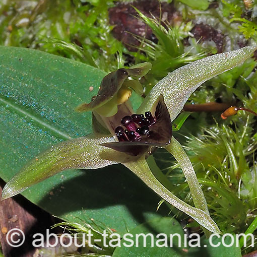 Chiloglottis grammata, small bird orchid, Tasmania