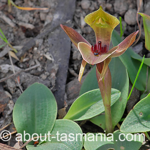 Chiloglottis triceratops,<br />
Threehorned Bird Orchid, Tasmania