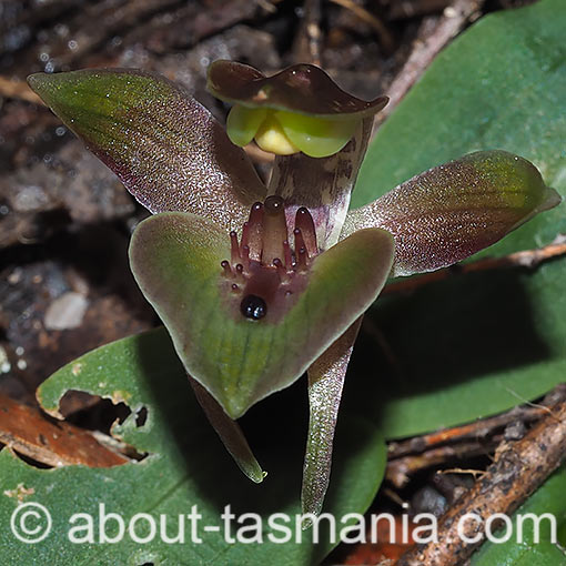 Chiloglottis triceratops,<br />
Threehorned Bird Orchid, Tasmania