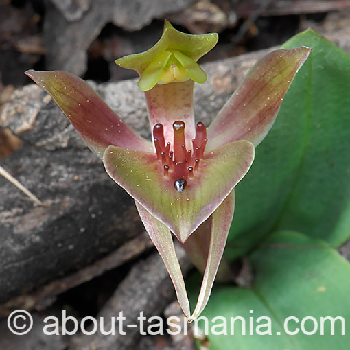 Chiloglottis triceratops,<br />
Threehorned Bird Orchid, Tasmania
