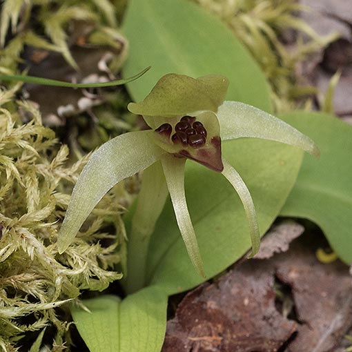 Chiloglottis cornuta, green bird orchid, Tasmania