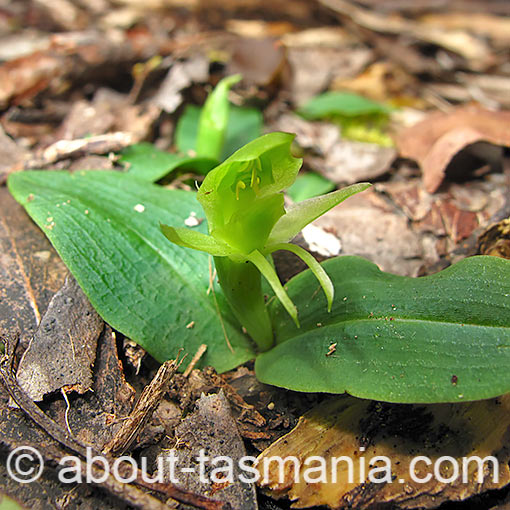 Chiloglottis cornuta, green bird orchid, Tasmania