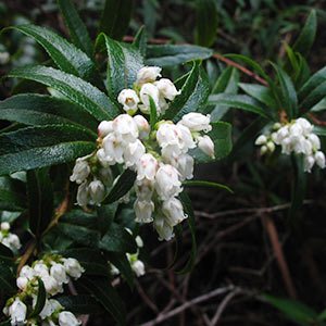 Gaultheria hispida