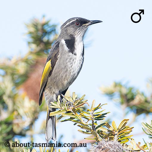 Crescent Honeyeater, Phylidonyris pyrrhoptera, Tasmania