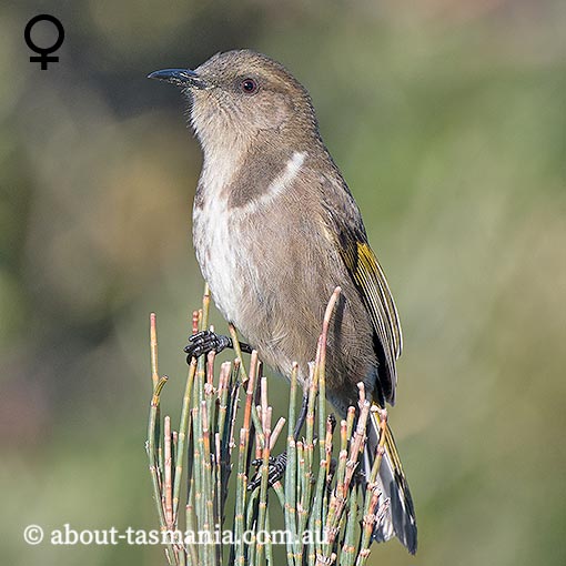 Crescent Honeyeater, Phylidonyris pyrrhoptera, Tasmania