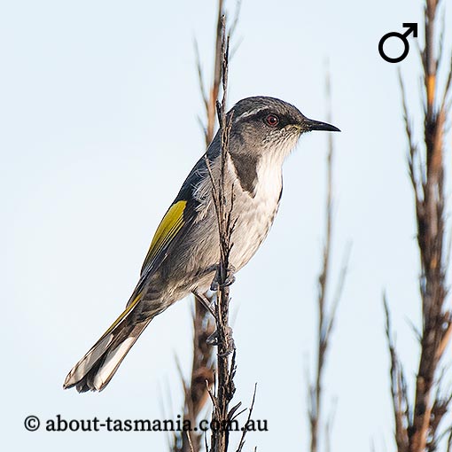 Crescent Honeyeater, Phylidonyris pyrrhoptera, Tasmania