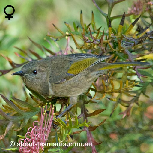 Crescent Honeyeater, Phylidonyris pyrrhoptera, Tasmania
