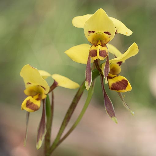 Diuris sulphurea, Tiger Orchid, Tasmania