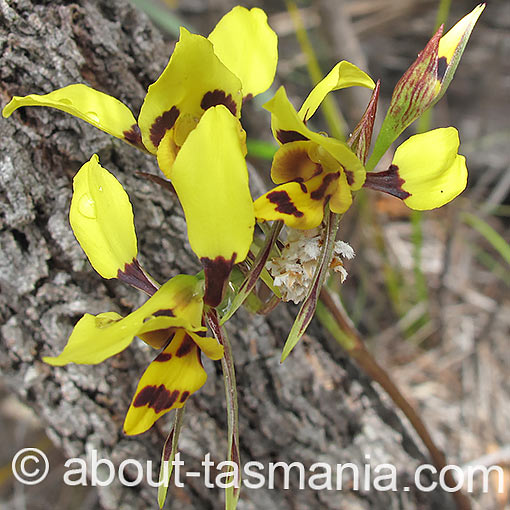 Diuris sulphurea, Tiger Orchid, Tasmania
