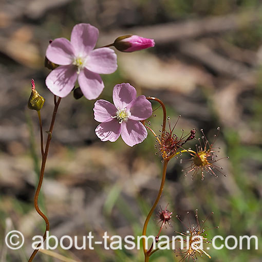 Drosera auriculata, tall sundew, Tasmania