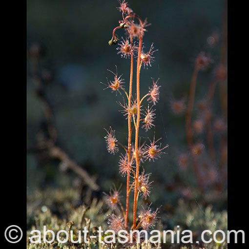 Drosera auriculata, tall sundew, Tasmania