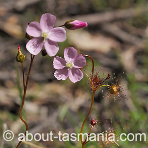 Drosera auriculata