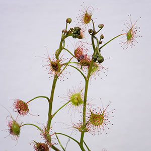 Drosera macrantha