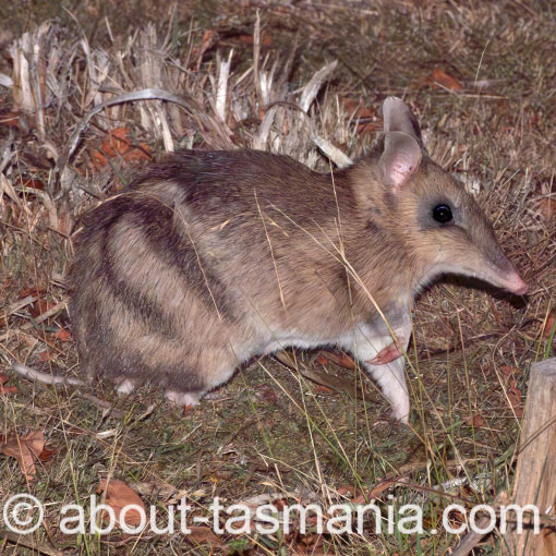 Eastern Barred Bandicoot, Perameles gunni, Tasmania