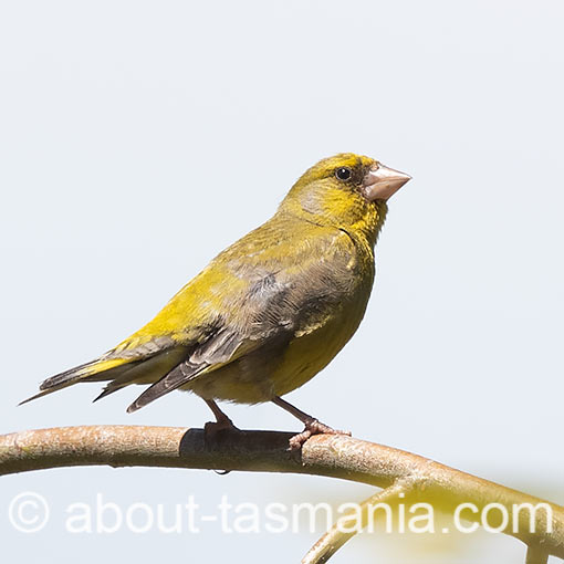 European Greenfinch, Carduelis chloris, Tasmania