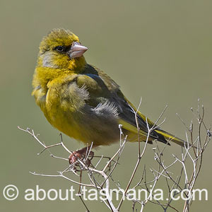European Greenfinch