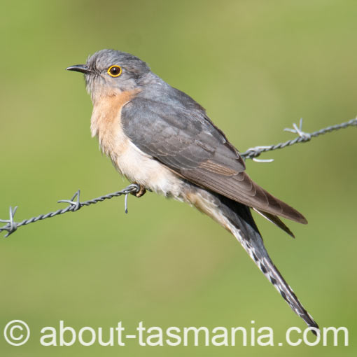 Fan-tailed Cuckoo, Cacomantis flabelliformis, Tasmania