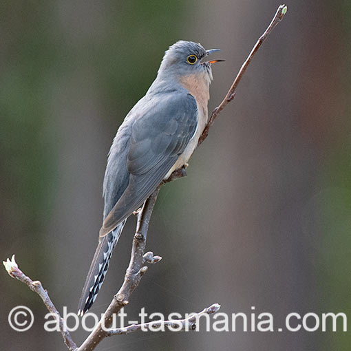 Fan-tailed Cuckoo, Cacomantis flabelliformis, Tasmania