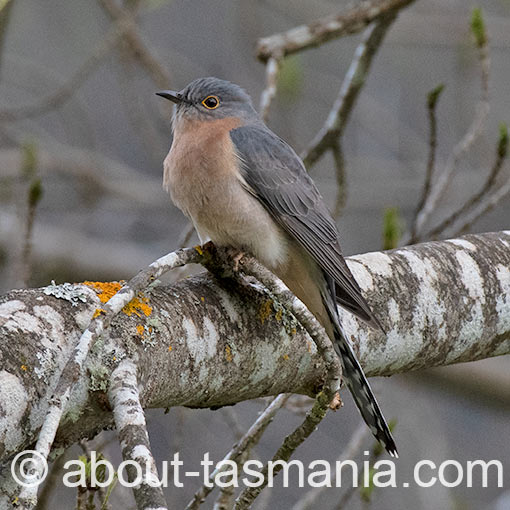 Fan-tailed Cuckoo, Cacomantis flabelliformis, Tasmania
