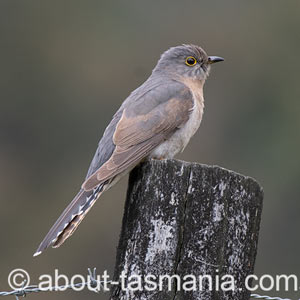Fan-tailed Cuckoo