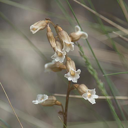 Gastrodia sesamoides, Common Potato Orchid, Tasmania