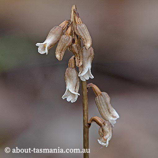 Gastrodia sesamoides, Common Potato Orchid, Tasmania